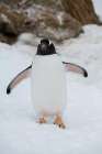 Antarctica, Brown Bluff. Gentoo penguin. Art Print
